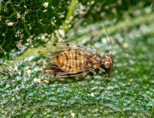 Peters' barklouse, photo 3 of 10