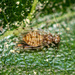 Ectopsocus petersi - Photo (c) javixu, algunos derechos reservados (CC BY-NC), subido por javixu