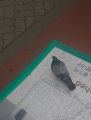 Columba livia domestica