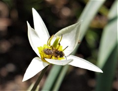 Andrena flavipes