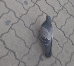 Columba livia domestica