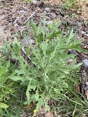 Gaillardia pulchella image