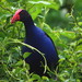 Southeastern Australasian Swamphen - Photo (c) Sally, some rights reserved (CC BY)