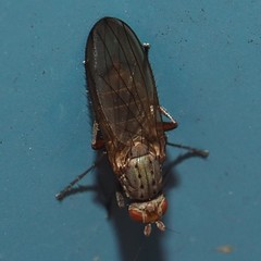 Heleomyzinae