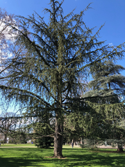 Cedrus libani