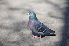 Columba livia domestica