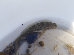 Hypsoblennius gilberti