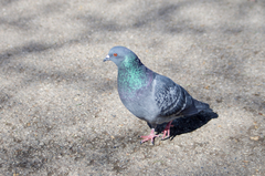 Columba livia domestica
