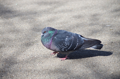 Columba livia domestica