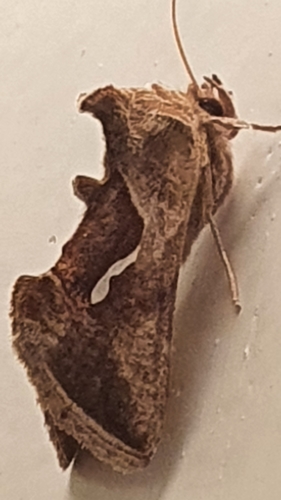 Macdunnoughia confusa