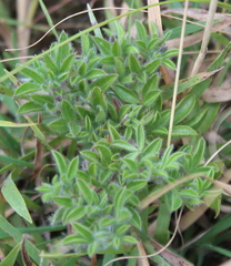 Leobordea divaricata