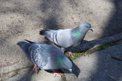 Columba livia domestica