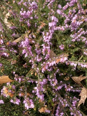 Ericeae