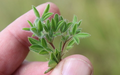 Leobordea divaricata