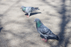 Columba livia domestica