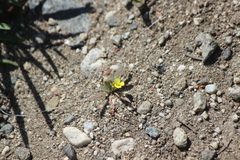 Camissoniopsis pallida