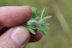 Leobordea divaricata