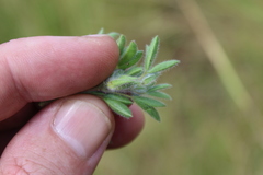 Leobordea divaricata