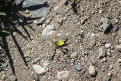 Camissoniopsis pallida