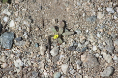 Camissoniopsis pallida