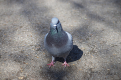 Columba livia domestica