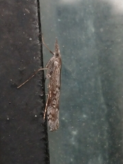 Orocrambus cyclopicus