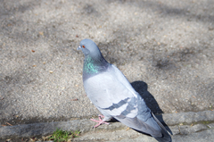 Columba livia domestica