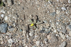 Camissoniopsis pallida