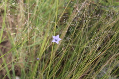 Wahlenbergia undulata