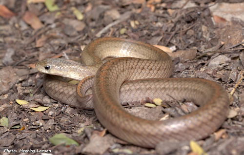 Huahin Kukri Snake (Oligodon huahin) · iNaturalist