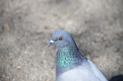 Columba livia domestica