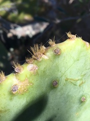 Opuntia tunoidea