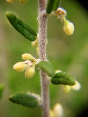 Pomaderris phylicifolia