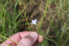Wahlenbergia undulata