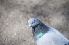 Columba livia domestica