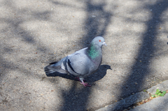 Columba livia domestica