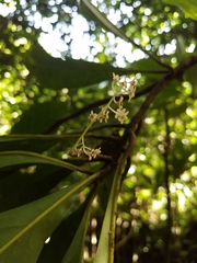 Discocalyx megacarpa