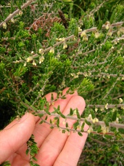 Pomaderris phylicifolia