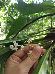 Discocalyx megacarpa