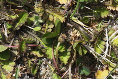 Leptinella squalida squalida