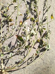 Chenopodium striatiforme