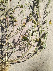 Chenopodium striatiforme