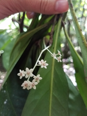 Discocalyx megacarpa