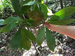 Discocalyx megacarpa