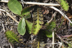 Leptinella squalida squalida