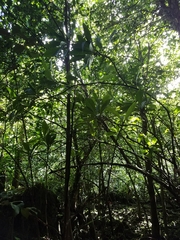 Discocalyx megacarpa