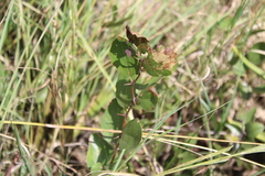 Ziziphus zeyheriana