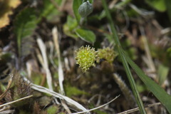 Leptinella squalida squalida