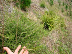 Pomaderris phylicifolia