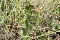 Ziziphus zeyheriana